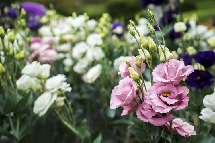 Лизиантус Рассела - Цветы похожие на розы
