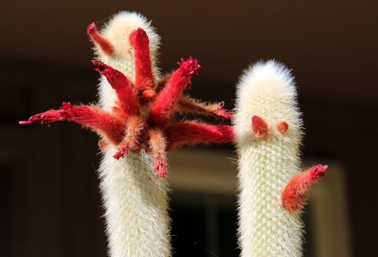 Клейстокактус Штрауса - Виды домашних кактусов