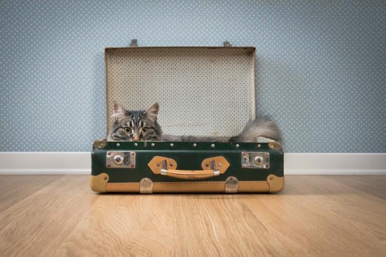 Живем «на чемоданах» - Домик для кошки своими руками