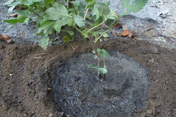 Почва и удобрения - Уход за древовидными пионами