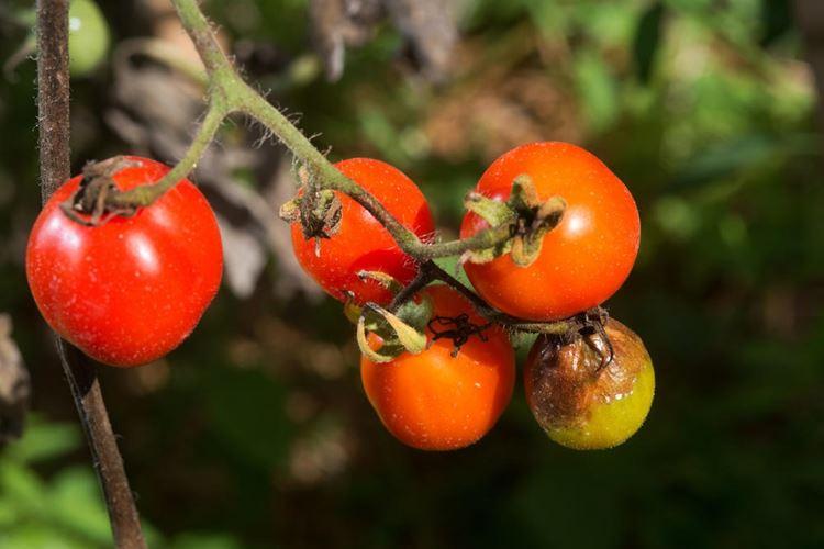 Фитофтора на помидорах: как бороться, чем обработать
