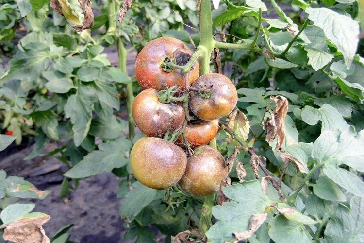 Причины появления фитофторы на помидорах