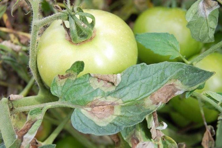 Как распознать болезнь - Фитофтора на помидорах
