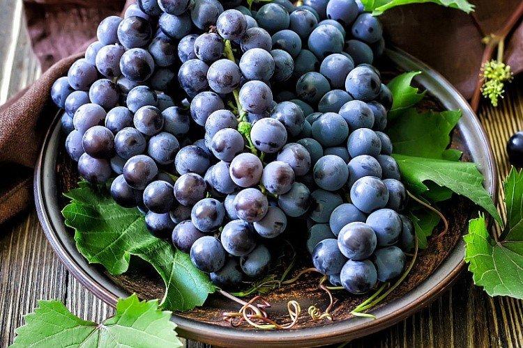 Сорта винограда без косточек: фото, названия и описания (каталог)