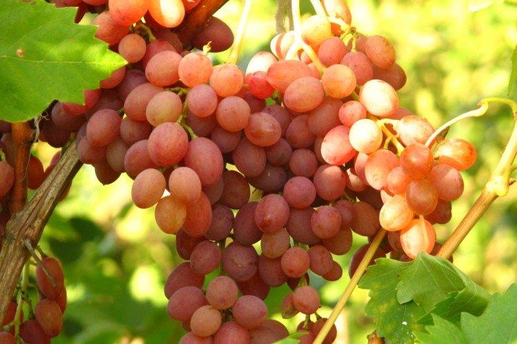 Сорта винограда без косточек - фото, названия и описания (каталог)