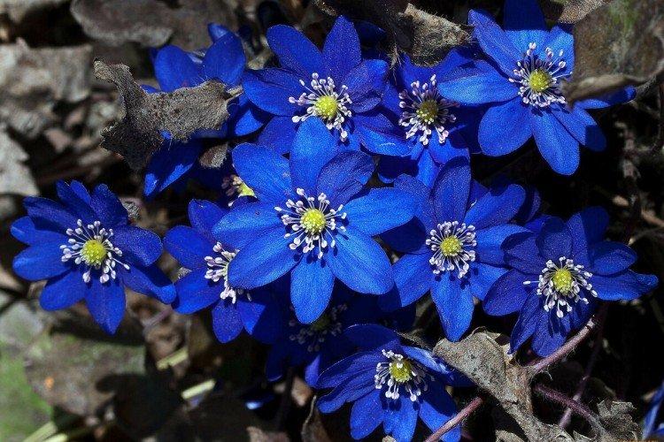 Jarní petrklíče v zahradě: druhy a názvy prvních květin