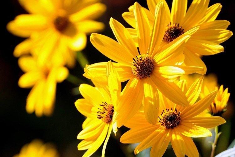 Желтые цветы: названия, фото и описания (каталог)