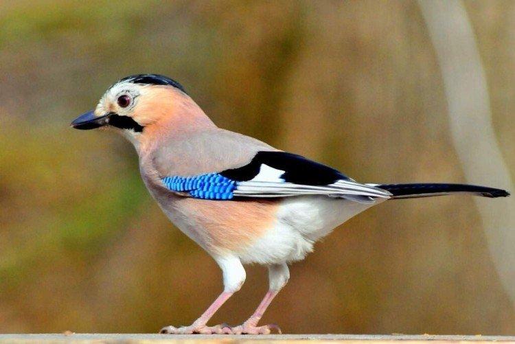 Сойка – фото птицы