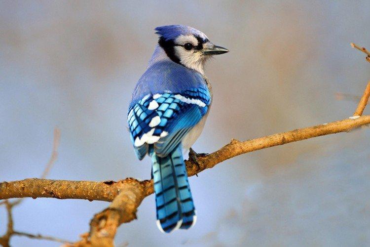 Сойка – фото птицы
