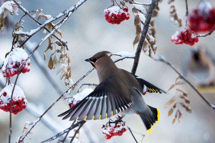 Свиристель – фото птицы
