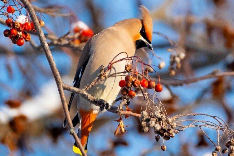 Свиристель – фото птицы