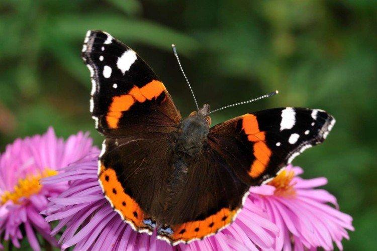 бабочка адмирал (60 фото): описание, виды и среда обитания