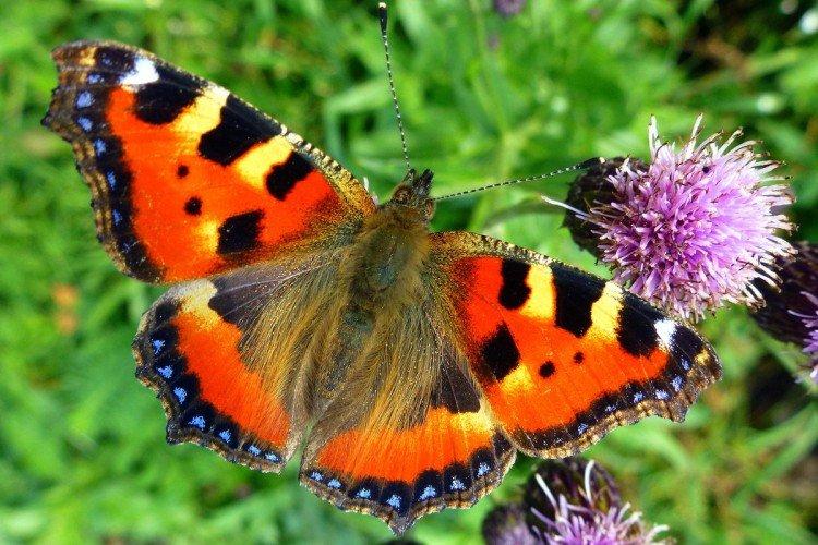 Бабочка крапивница (50 фото): описание, виды и среда обитания