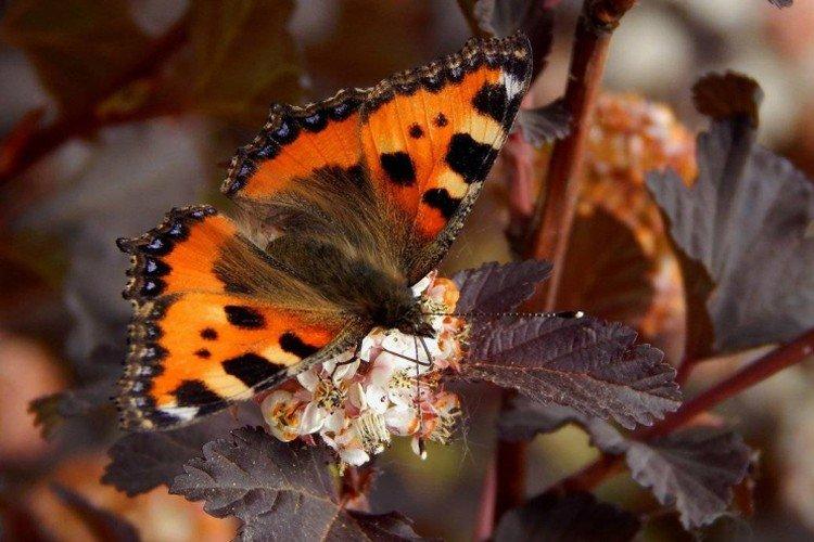 Бабочка крапивница – фото