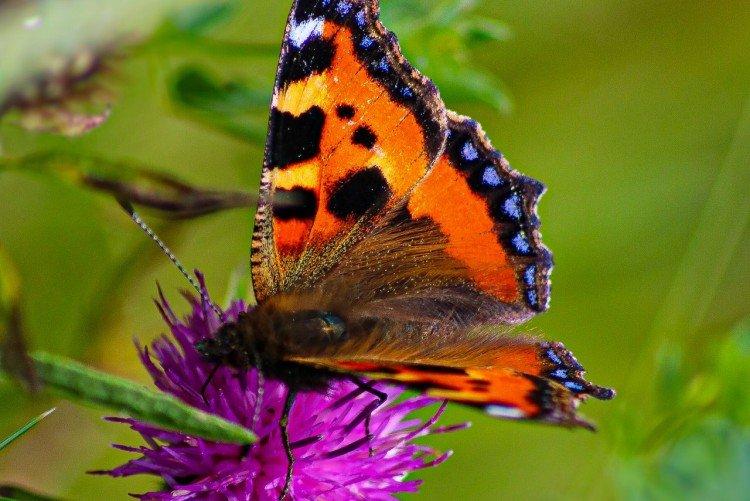 Бабочка крапивница – фото