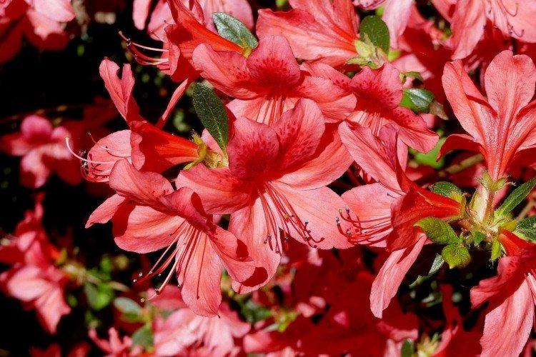 Комнатное растение с мелкими красными цветами