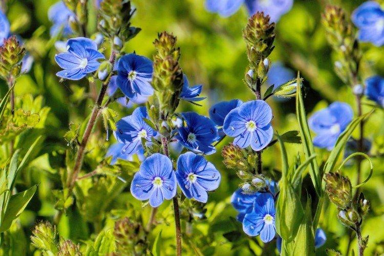 синие цветы: названия, фото и описания (каталог)