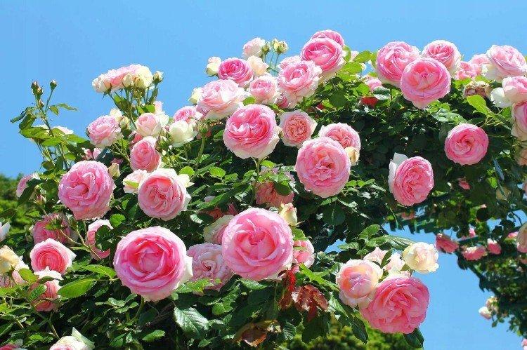 Плетистая роза (60 фото): виды, выращивание, уход и посадка