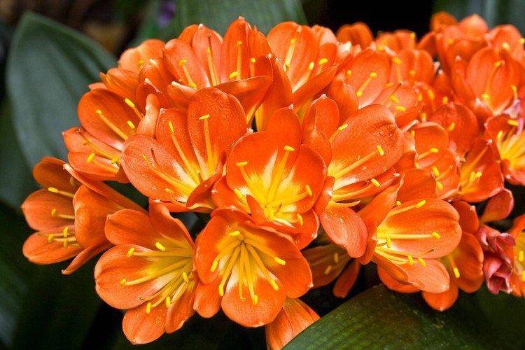 Ярко оранжевые цветы фото