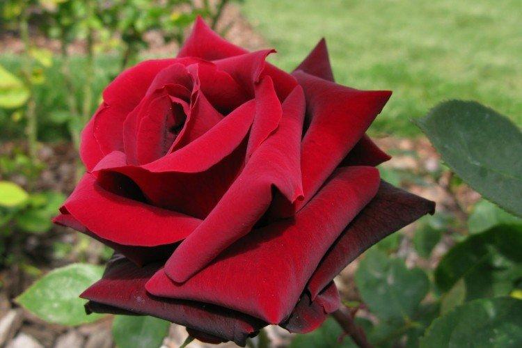 Чайно-гибридные розы – фото