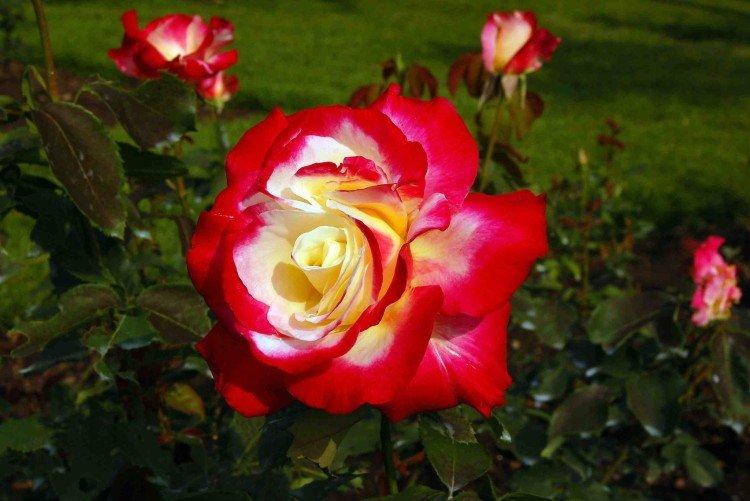 Чайно-гибридные розы – фото