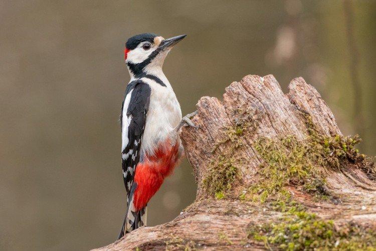 Дятел (50 фото): описание птицы, чем питается и где обитает