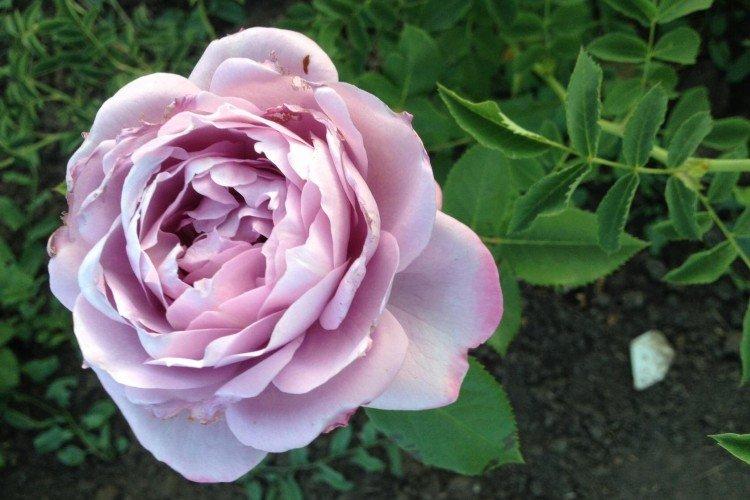 Посадка и размножение розы флорибунда