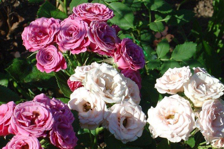 Роза флорибунда – фото