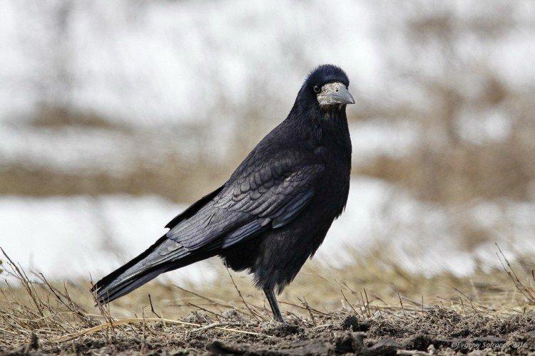 Грач (60 фото) - описание птицы, чем питается и где обитает