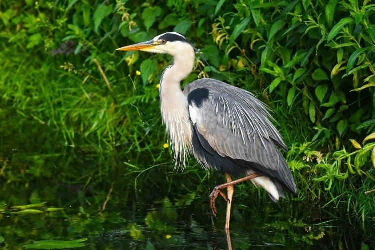 Цапля (50 фото): описание птицы, среда обитания и чем питается