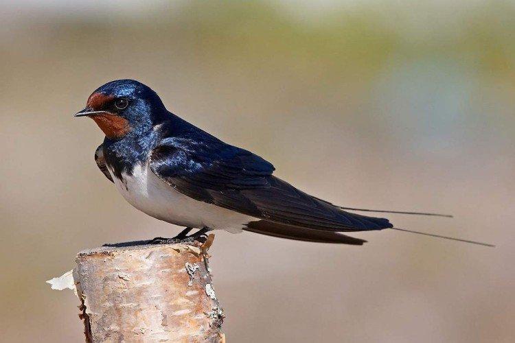 Ласточка (50 фото): описание птицы, чем питается и где обитает
