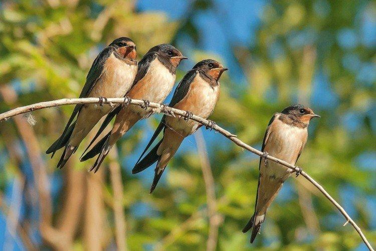 Ласточки – фото птицы