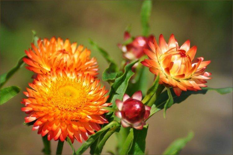 Гелихризум (50 фото): виды, посадка и правильный уход за цветком