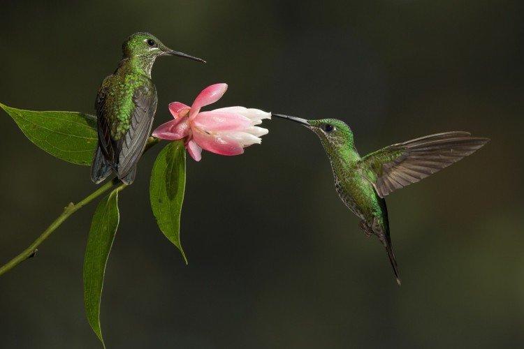 Колибри (50 фото): описание птицы, чем питается и где обитает