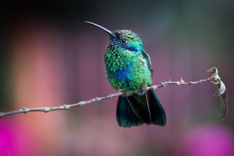 Внешний вид колибри