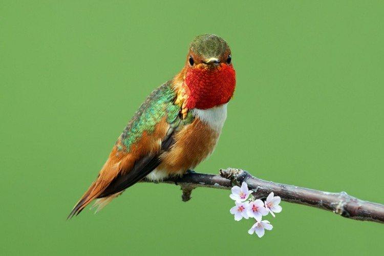Рубиновый колибри