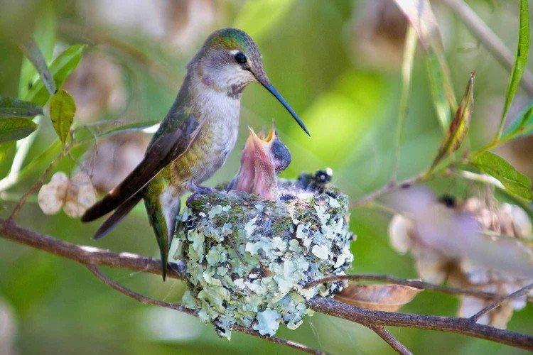 Колибри – фото птицы