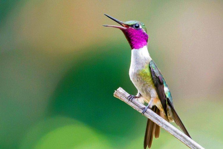 Колибри – фото птицы