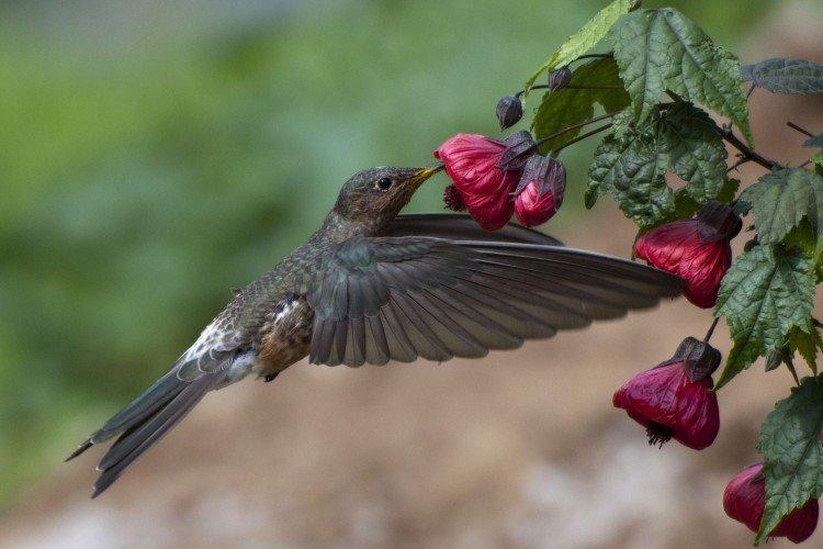 Исполинский колибри