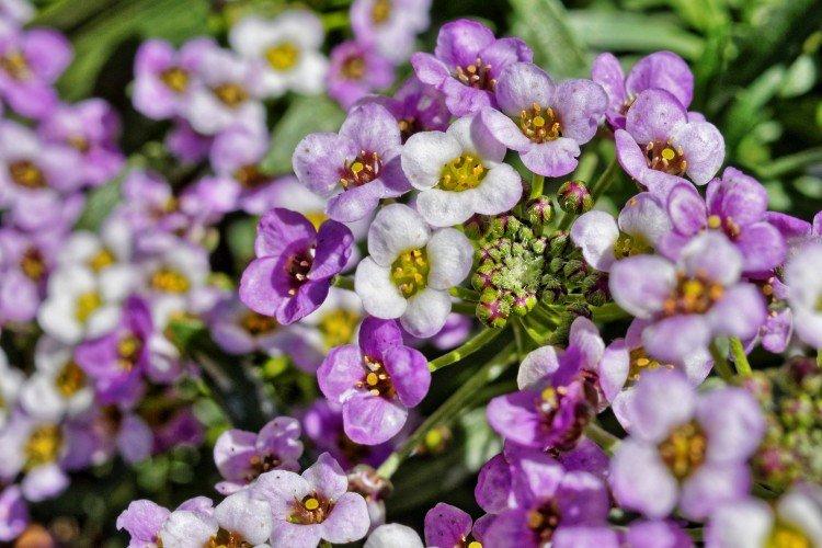 Цветок лобулярия фото и описание сорта