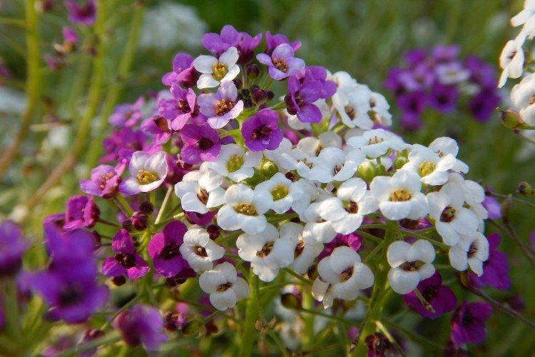 Цветок лобулярия фото и описание сорта