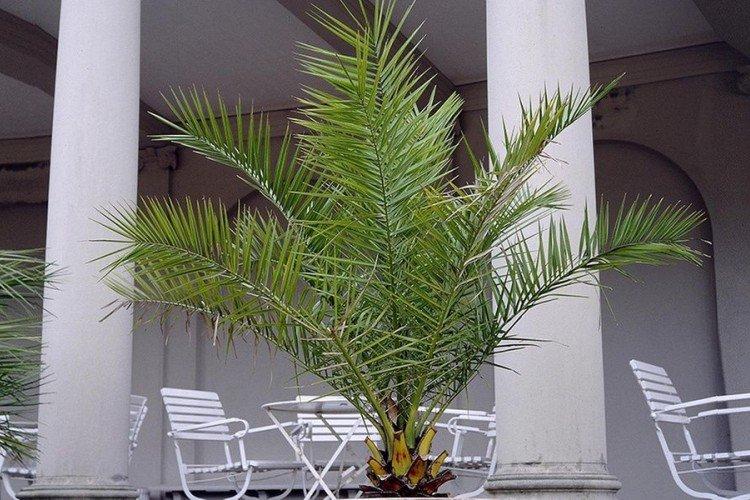 Финиковая пальма (50 фото): виды, уход и выращивание в домашних условиях