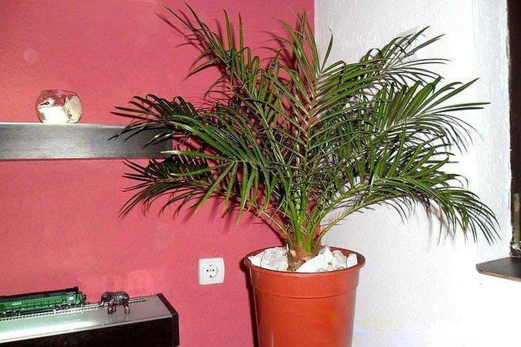 Финиковая пальма – фото