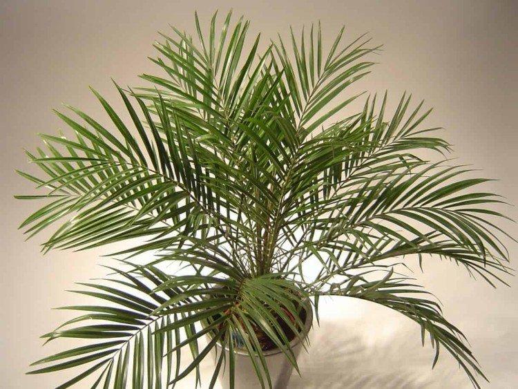 Финиковая пальма - фото