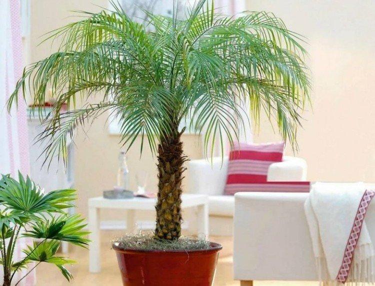 Финиковая пальма – фото
