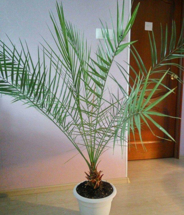 Финиковая пальма - фото