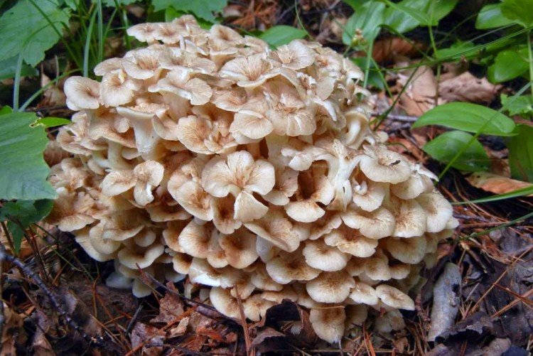 Танцующий гриб