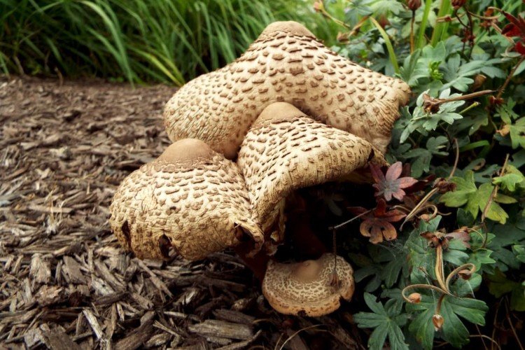 Несъедобные грибы: названия, фото и описания ядовитых грибов
