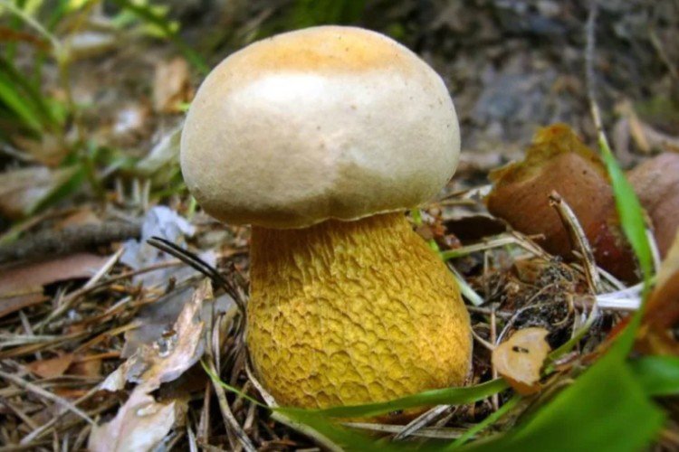 желчный гриб