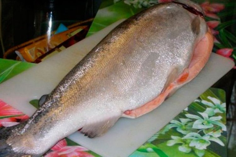 Как засолить гребни красной рыбы в домашних условиях и рецепты приготовления соленой осетрины. Соленая осетрина – королевская закуска своими руками